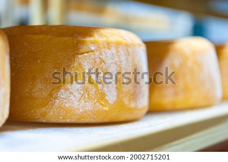 A cheese wheel on a shelf in a rustic cheese dairy. Natural round cheese made from cow and goat milk. 