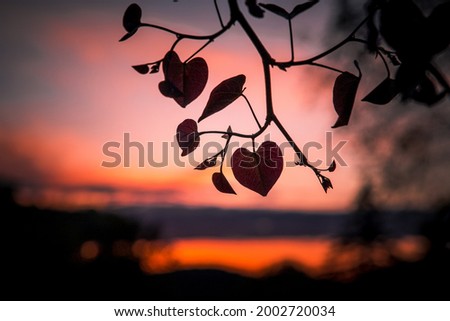 Heart leaf in pink sunset Royalty-Free Stock Photo #2002720034