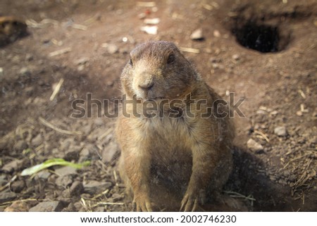 Prarie dog caught in staredown with photographer