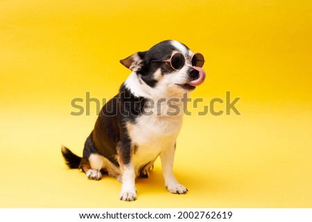 Portrait of cute puppy chihuahua in glasses. Little smiling dog on bright trendy yellow background. Free space for text.