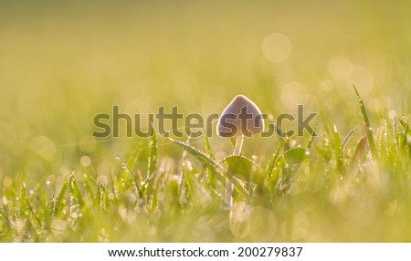 Mushrooms in the pasture with bokeh.