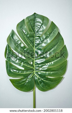 Tropical leaves Monstera on wooden background