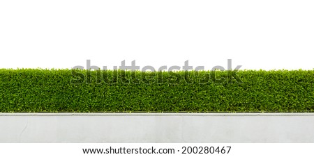 Panoramic view of beautiful hedge fence isolated on white background Royalty-Free Stock Photo #200280467