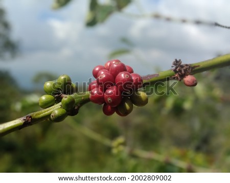 Picture of coffee fruit ready to be harvested in West Java coffee plantation