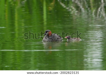 Chick of Little Grebe (Kaitsuburi) is following its mother
