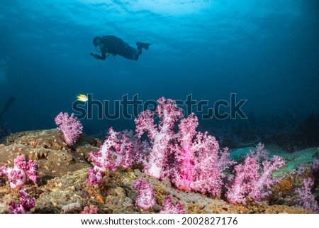 Scuba diving and underwater view with coral