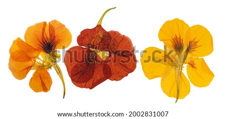 Pressed and dried delicate orange, yellow flowers nasturtium (tropaeolum). Isolated on white background. For use in scrapbooking, floristry or herbarium. Royalty-Free Stock Photo #2002831007