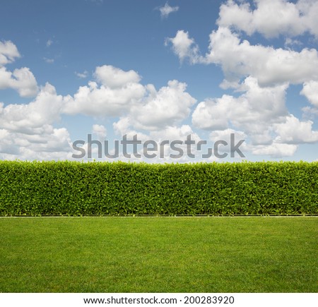 Back Yard, close up of hedge fence on the grass with copy space Royalty-Free Stock Photo #200283920