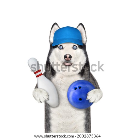A dog husky bowler in a cap holds a bowling pin and a blue ball. White background. Isolated.