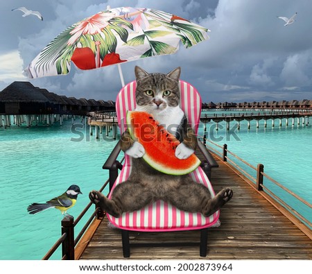 A colored cat on a beach chair is eating a slice of watermelon under an umbrella on the wooden pier in the maldives.