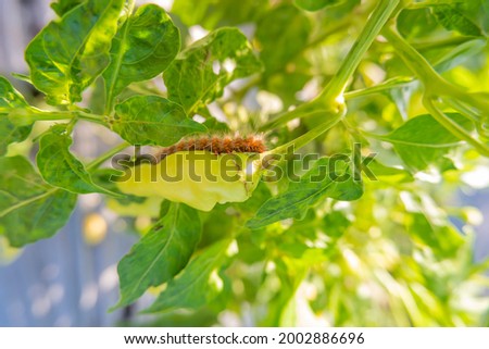 caterpillar pests attack chili plants in banyuwangi plantation
