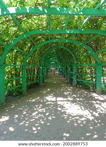 Huge Tunnel wall of Green leaves Green garden arches and trees lined path. Landscape gardening design. High quality photo