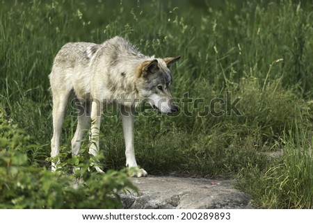 Timber wolf in a grassy field
