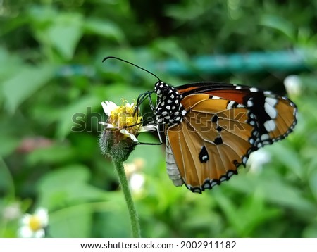 Monarch butterfly sitting on a yellow flowers in the garden.focus on subject