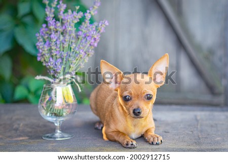 A yellow Chihuahua puppy lies on a wooden table, next to a bouquet of lavender flowers, selective focus