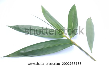 Green bambo(Gigantochloa apus)leaves on a white background