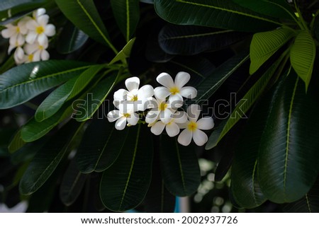 Close-up of frangipani flowers, beautiful frangipani flowers, flowers for spa atmosphere