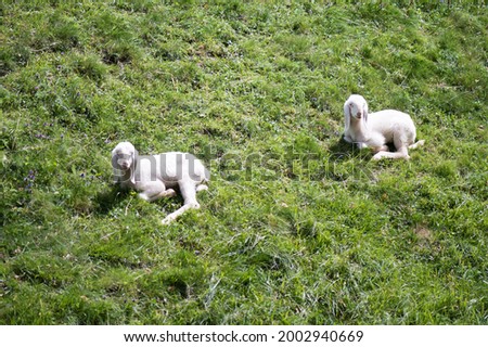 Two young lambs are walking along a grassy field.