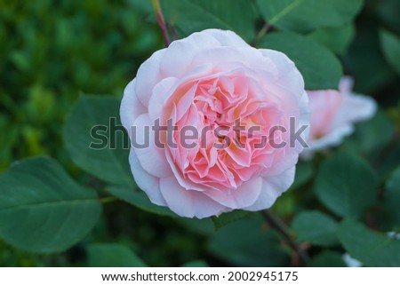 Beautiful Rose Macro Close up