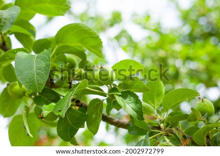 Apple tree with green apples in summer.