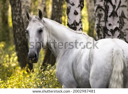 grey russian orlov trotter mare portrait in birch woods