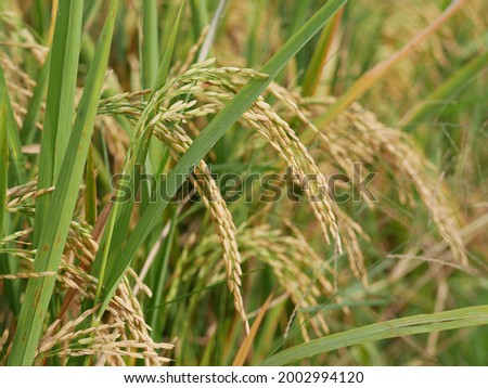 Rice field. Closeup of yellow paddy rice field. Royalty high-quality free stock image of beautiful close up of organic rice fields or paddy field prepare the harvest