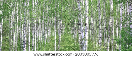 Young birch with black and white birch bark in summer in birch grove against background of other birches Royalty-Free Stock Photo #2003005976