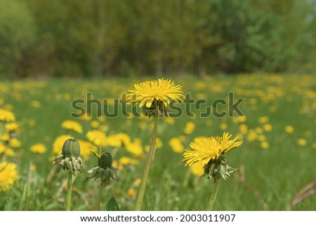 Yellow dandelion flower on a blurred background with bokeh elements. Stock photography.