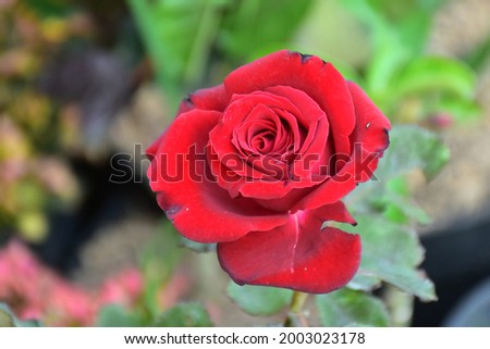 a blooming red rose looks beautiful against the background of the leaves but is focused on the red rose