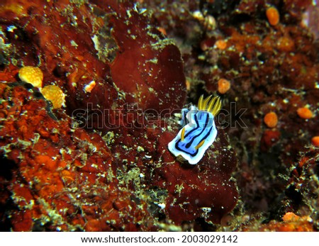A Chromodoris Lochi nudibranch Boracay Island Philippines                               