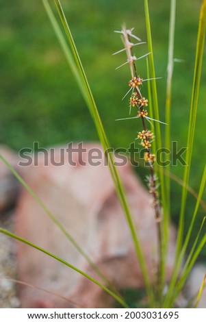 native Australian lomandra grass plant with flowers and seed pods outdoor in sunny backyard shot at shallow depth of field