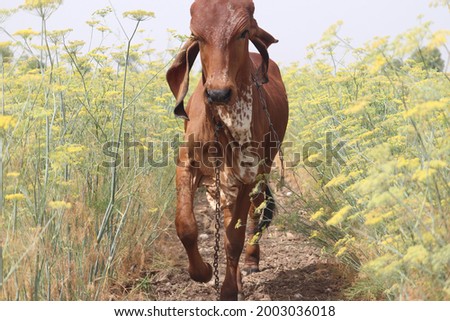 indian gir cow calf in farm gujarat 