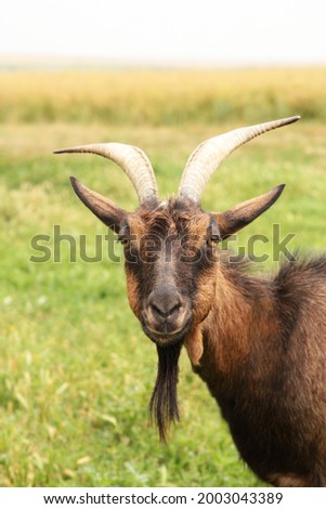 Goat on summer meadow. Vertical photo. Top view