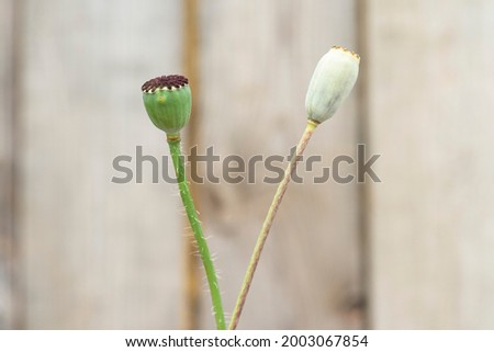 Group of heads of the ripened garden poppy, Unripe green poppies heads in garden