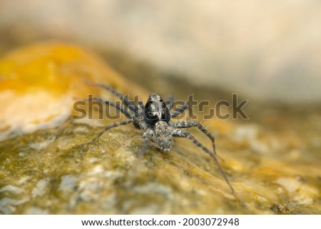 Dorsal view of Thin Legged Wolf Spider on algae, Pardosa species, Satara Maharashtra India