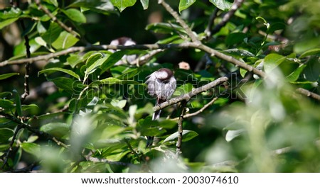 Long tailed tit preening in a tree