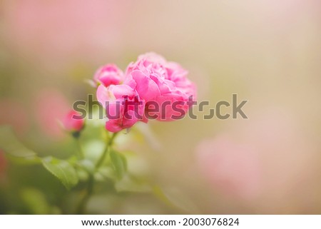 A beautiful pink rose flower with delicate petals blooms on a thin stem with green leaves in a bright garden on a summer day. Romance and love. Nature.