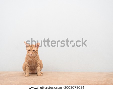 Cute cat sitting on sofa copy space white wall background