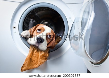 Dog after washing in a washing machine Royalty-Free Stock Photo #200309357