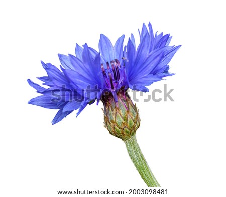 blue flower of cornflower or bachelor's button (Centaurea cyanus) Royalty-Free Stock Photo #2003098481