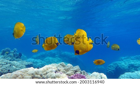 Butterfly fish.  Chaetodontidae. Masked Butterfly Fish - This butterfly fish grows up to 23 cm, is more common in pairs and sometimes in small schools. Royalty-Free Stock Photo #2003116940