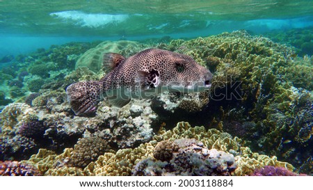 Arothron stellatus - Star puffer - This puffer (or arotron), one of the largest of the genus puffer, it grows up to 110 cm, but usually there are individuals no more than 60 cm.