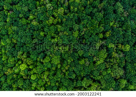 dense green forest. Drone top view. aerial view Royalty-Free Stock Photo #2003122241