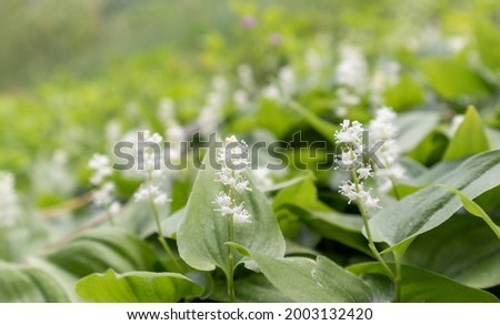 White False Lily valley on summer sunny day. Maianthemum canadense. Royalty-Free Stock Photo #2003132420