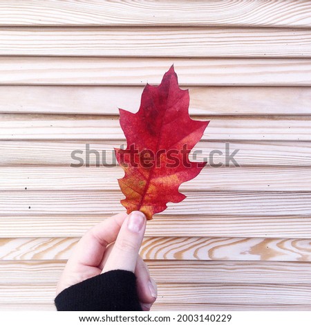 Beautiful red autumn leaf. Wooden background, hand, colourful picture. Fall time.