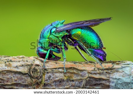 Best of macro photos of the bee Royalty-Free Stock Photo #2003142461