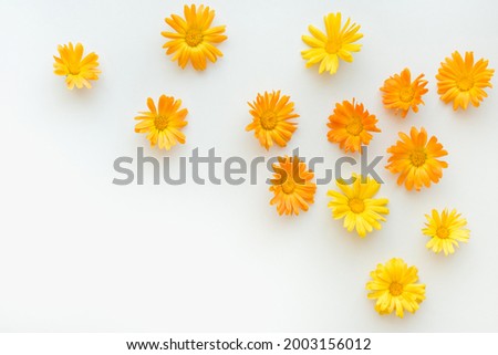 calendula flowers on a white background, orange flowers on a white background, medicinal plant 
