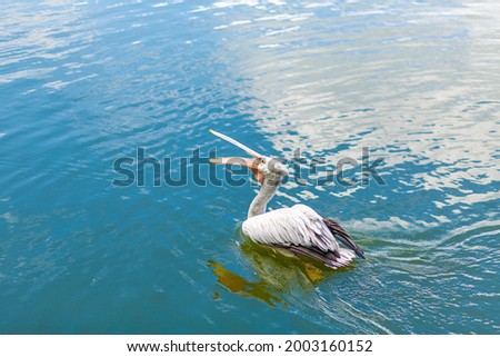 Wild pelican fishing in the city lake.