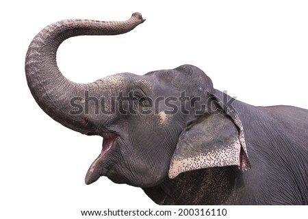 Asian elephant , trunk up  Royalty-Free Stock Photo #200316110