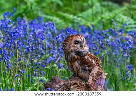 Tawny Owl (Strix aluco) or brown owl perched on wooden stump among bluebells